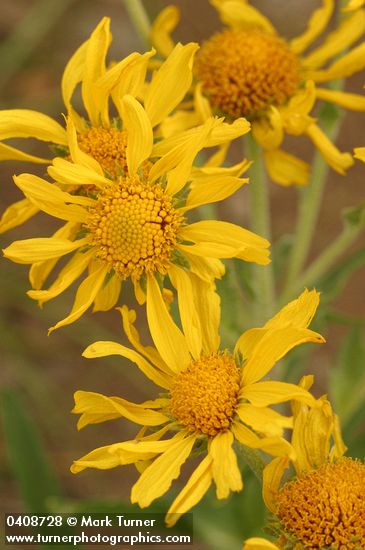 Hymenoxys hoopesii