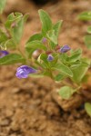 Snapdragon Skullcap