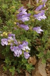 Steens Mountain Penstemon blossoms & foliage