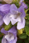 Steens Mountain Penstemon blossom extreme detail