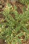 Mottled Locoweed