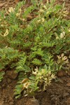 Mottled Locoweed