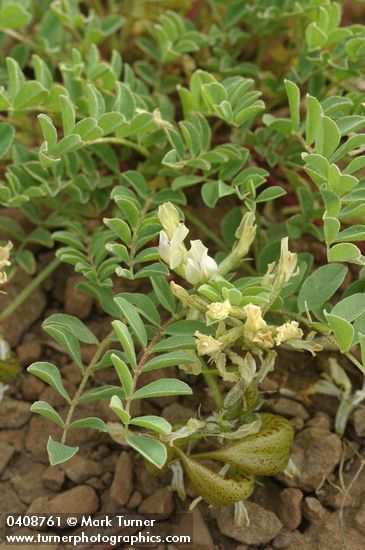 Astragalus lentiginosus