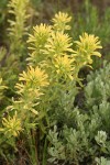 Wavyleaf Indian Paintbrush (yellow form)