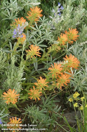 Castilleja applegatei ssp. pinetorum