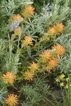 Wavyleaf Indian Paintbrush (orange form) among Lupines