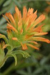 Wavyleaf Indian Paintbrush (orange form) bracts & blossoms detail