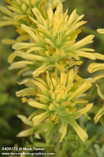 Castilleja applegatei ssp. pinetorum