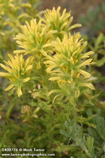 Castilleja applegatei ssp. pinetorum