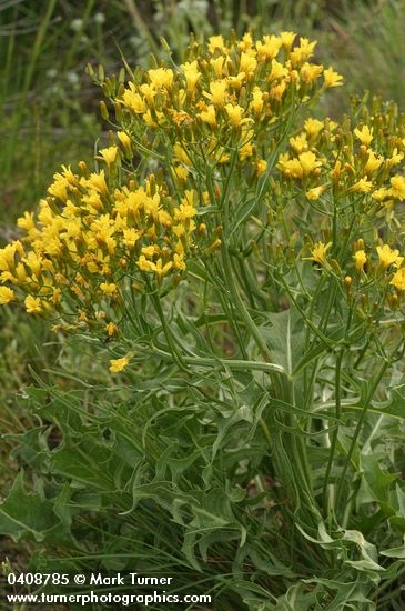 Crepis acuminata