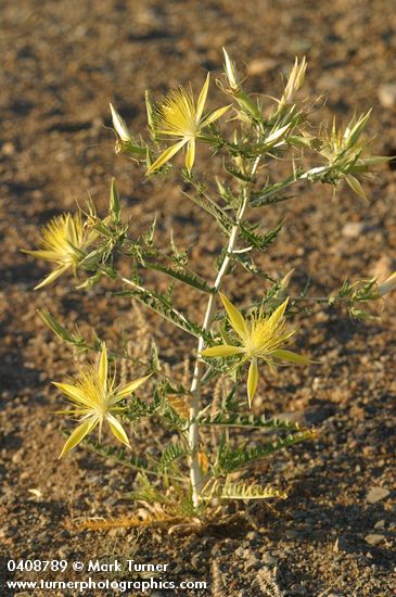 Mentzelia laevicaulis