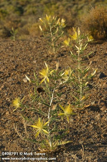 Mentzelia laevicaulis