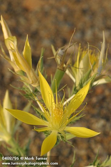 Mentzelia laevicaulis