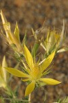 Blazing Star blossom