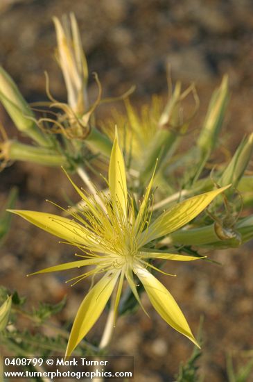 Mentzelia laevicaulis