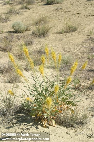 Stanleya pinnata