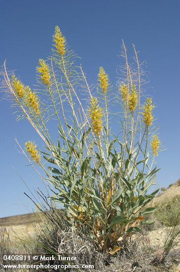 Stanleya pinnata