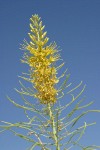 Prince's Plume blossoms against blue sky