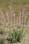 Palmer's Penstemon