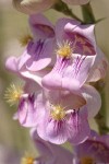 Palmer's Penstemon blossoms detail