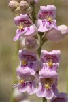 Palmer's Penstemon blossoms detail