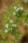 Mountain Navarretia