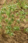 Mountain Navarretia