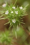 Mountain Navarretia blossoms & foliage detail