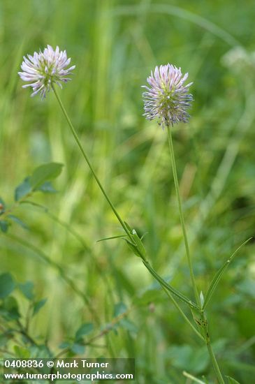 Trifolium douglasii