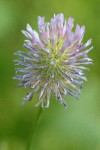 Douglas' Clover blossom detail