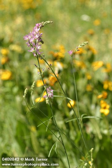 Sidalcea neomexicana