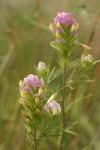 Thin-leaved Owl-clover