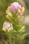 Thin-leaved Owl-clover bracts & blossoms detail