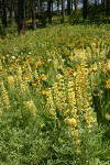 Sulphur Lupines & Mule's Ears in meadow under Ponderosa Pines