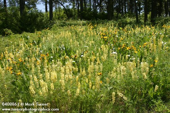 Lupinus sulphureus; Wyethia amplexicaulis