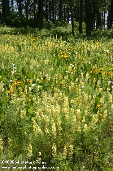 Lupinus sulphureus; Wyethia amplexicaulis