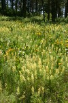 Sulphur Lupines & Mule's Ears in meadow under Ponderosa Pines