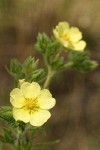 Sulphur Cinquefoil blossoms detail