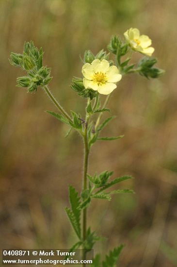 Potentilla recta