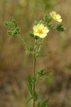 Sulphur Cinquefoil