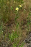 Sulphur Cinquefoil