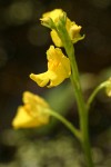 Large-root Bladderwort blossoms