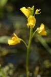 Large-root Bladderwort blossoms