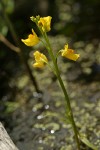 Large-root Bladderwort