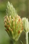 Plumed Clover blossom detail