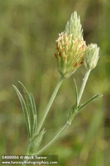 Trifolium plumosum