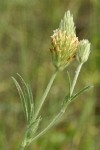 Plumed Clover blossom & foliage