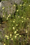 Sulphur Cinquefoil