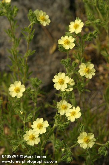 Potentilla recta