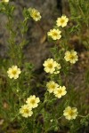 Sulphur Cinquefoil blossoms & foliage